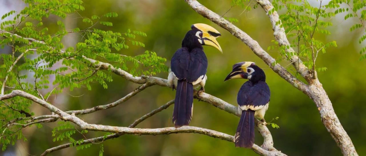 Kinabatangan Wildlife Lodge Sandakan Buitenkant foto